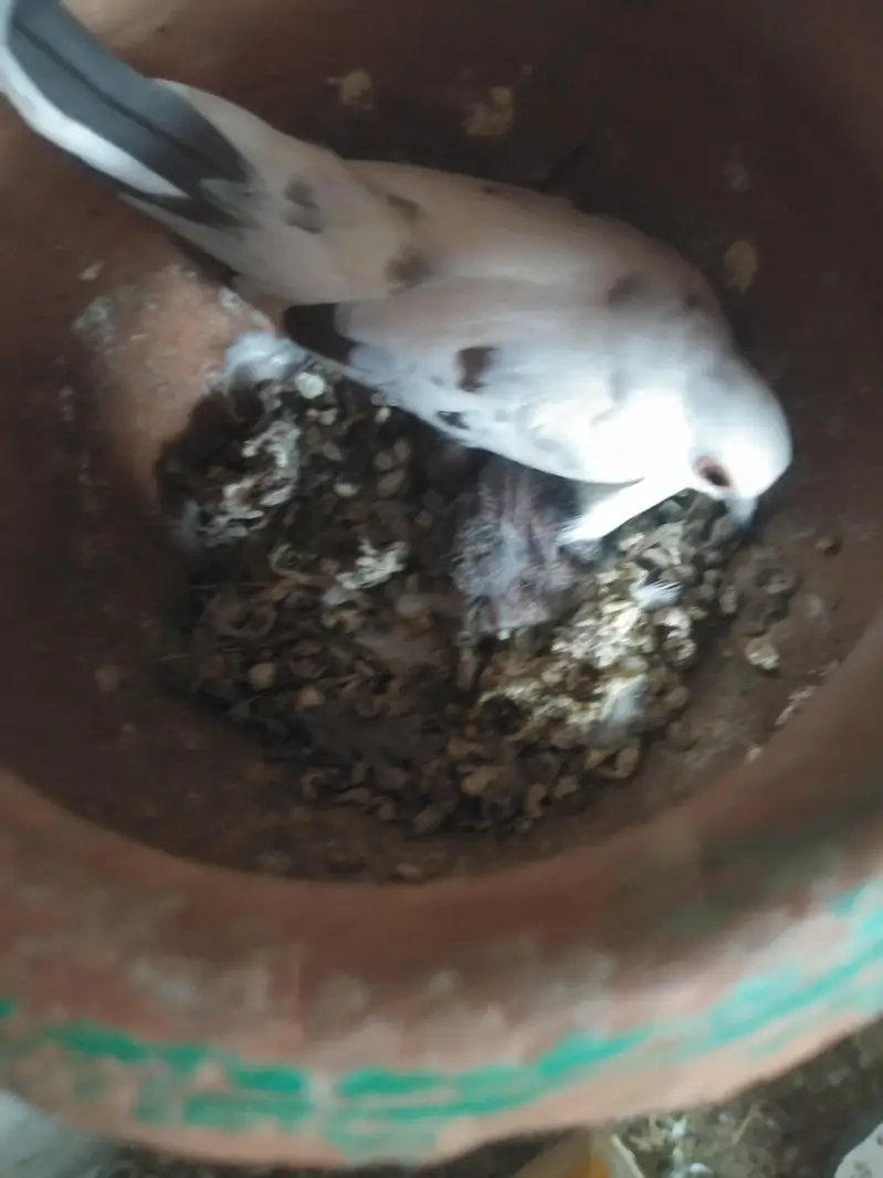 cristed dove — photo 12