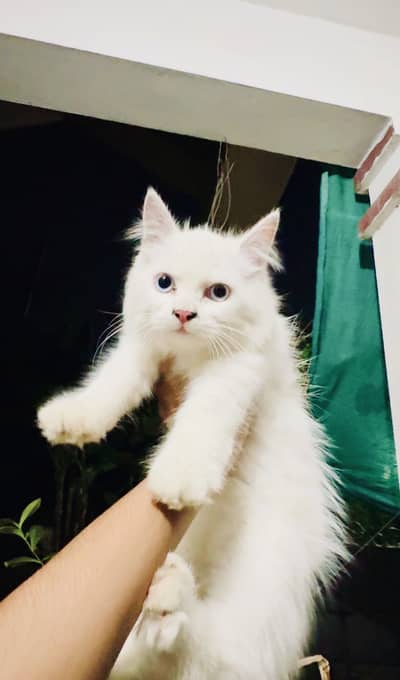 White Persian Kitten | Doll Face | Triple Coat | Blue Eyes