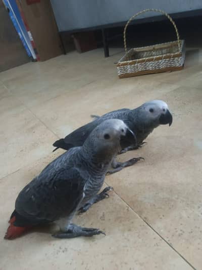 gray parrot chicks