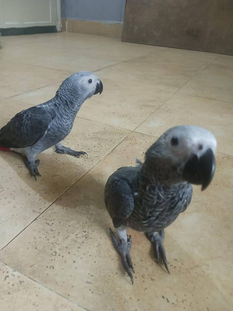 gray parrot chicks 2