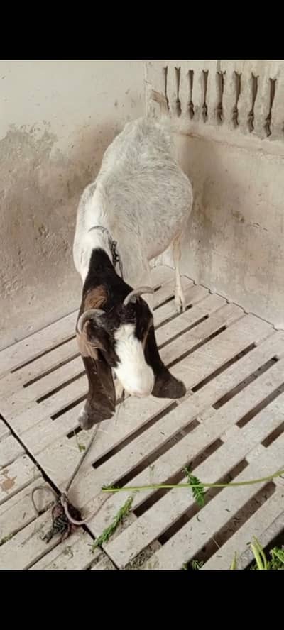 kamori bakri