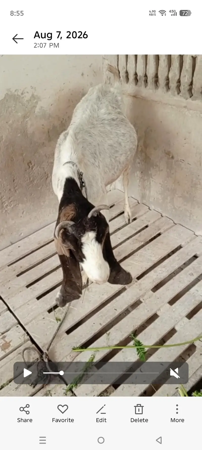 kamori bakri — photo 2