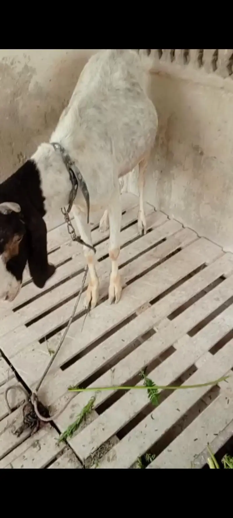 kamori bakri — photo 3
