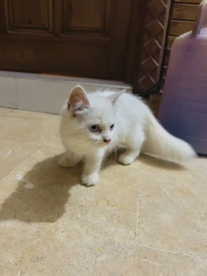 White Persian Kitten | Doll Face | Triple Coat | Blue Eyes — photo 2