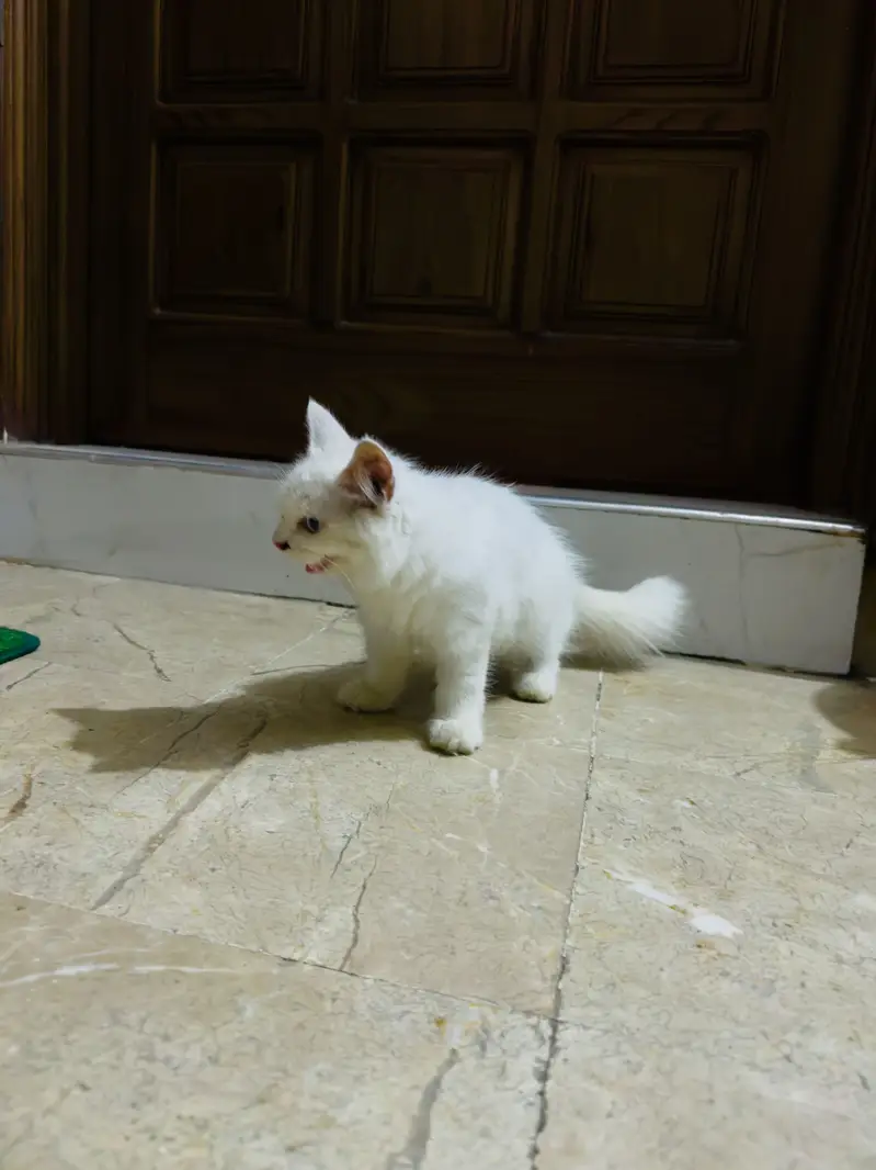 White Persian Kitten | Doll Face | Triple Coat | Blue Eyes — photo 3