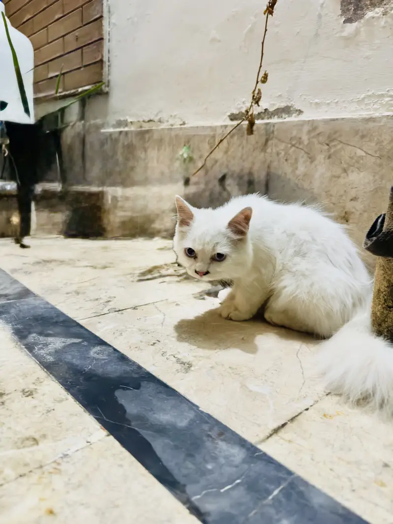 White Persian Kitten | Doll Face | Triple Coat | Blue Eyes — photo 4