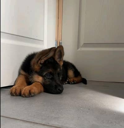 German shepherd puppies for sale healthy