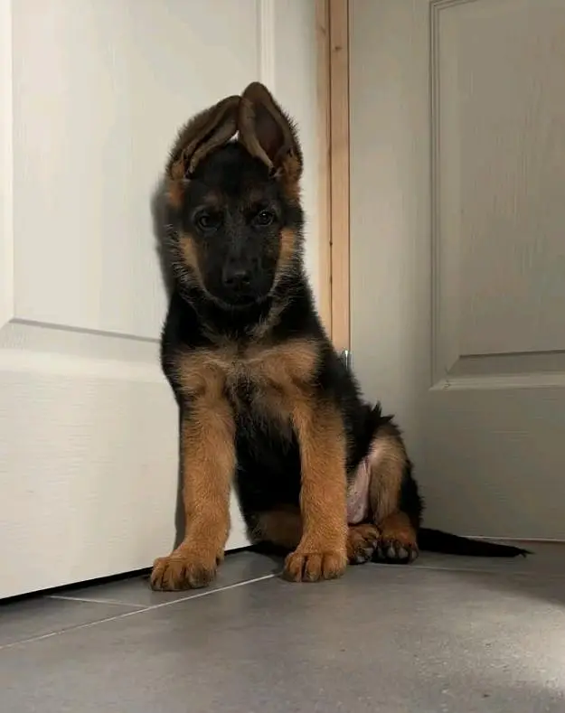 German shepherd puppies for sale healthy — photo 2