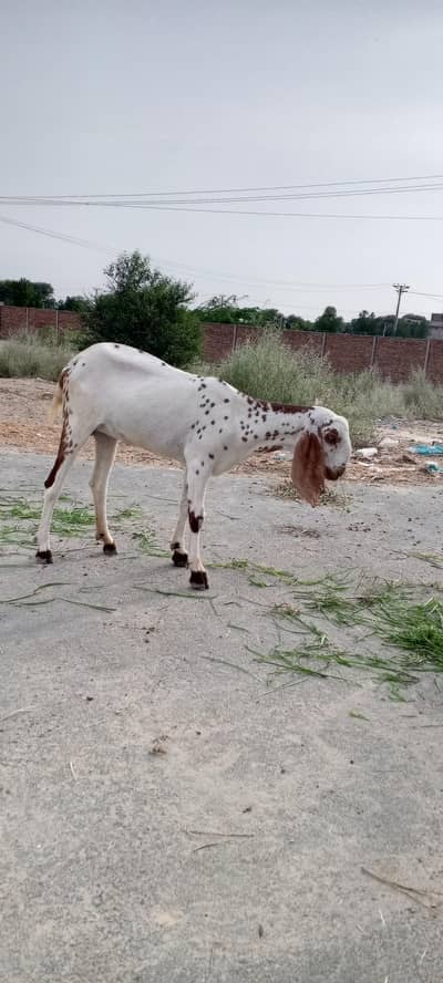 Bakria for sale