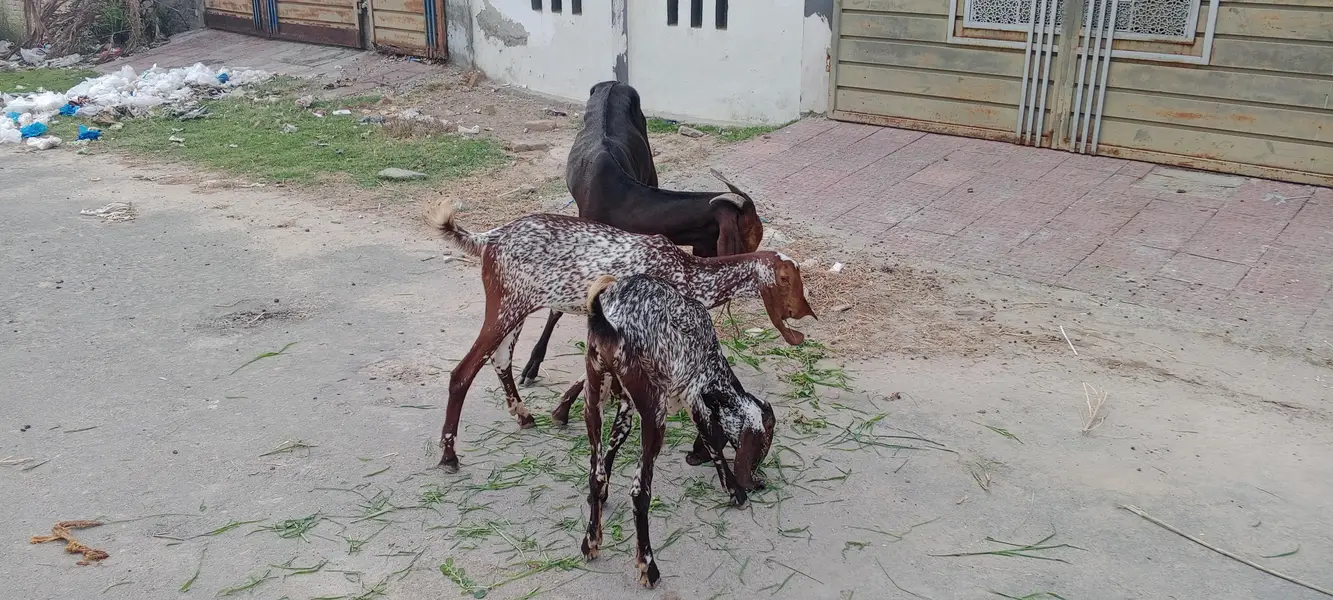 Bakria for sale — photo 10