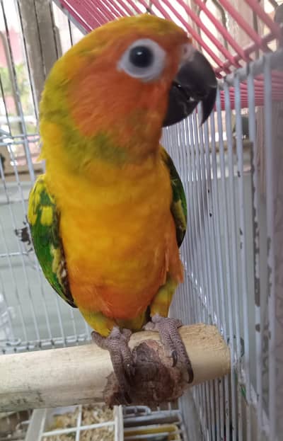 Sun conure for sell