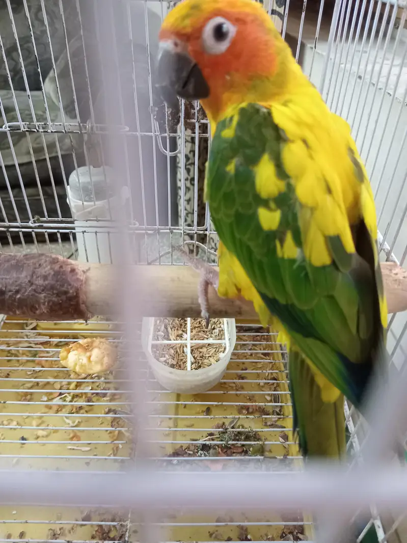 Sun conure for sell — photo 2