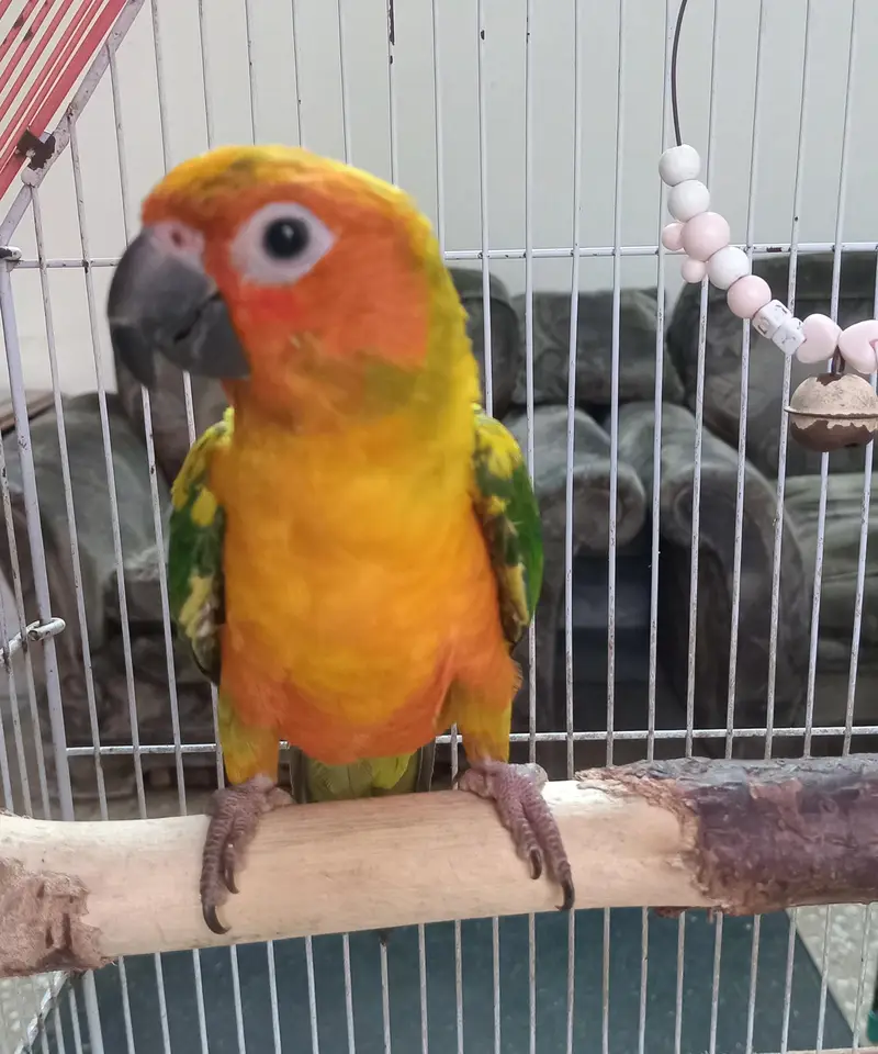 Sun conure for sell — photo 3