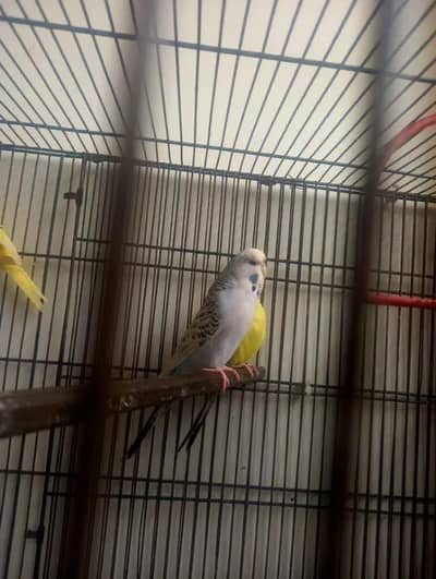 Exhibition female