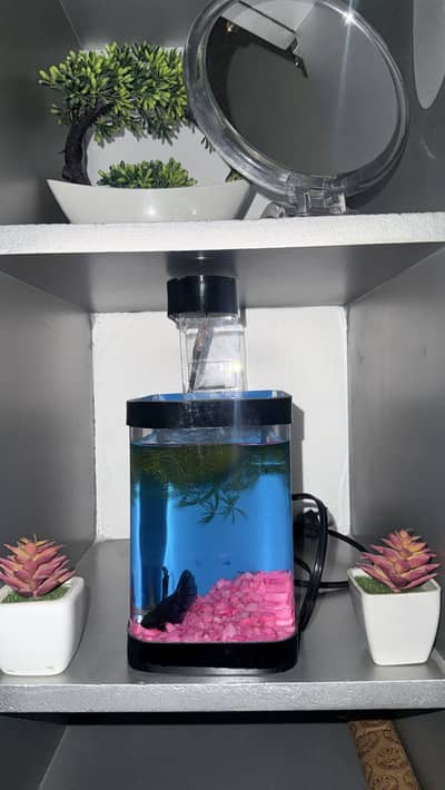 Betta Fish blue colour premium