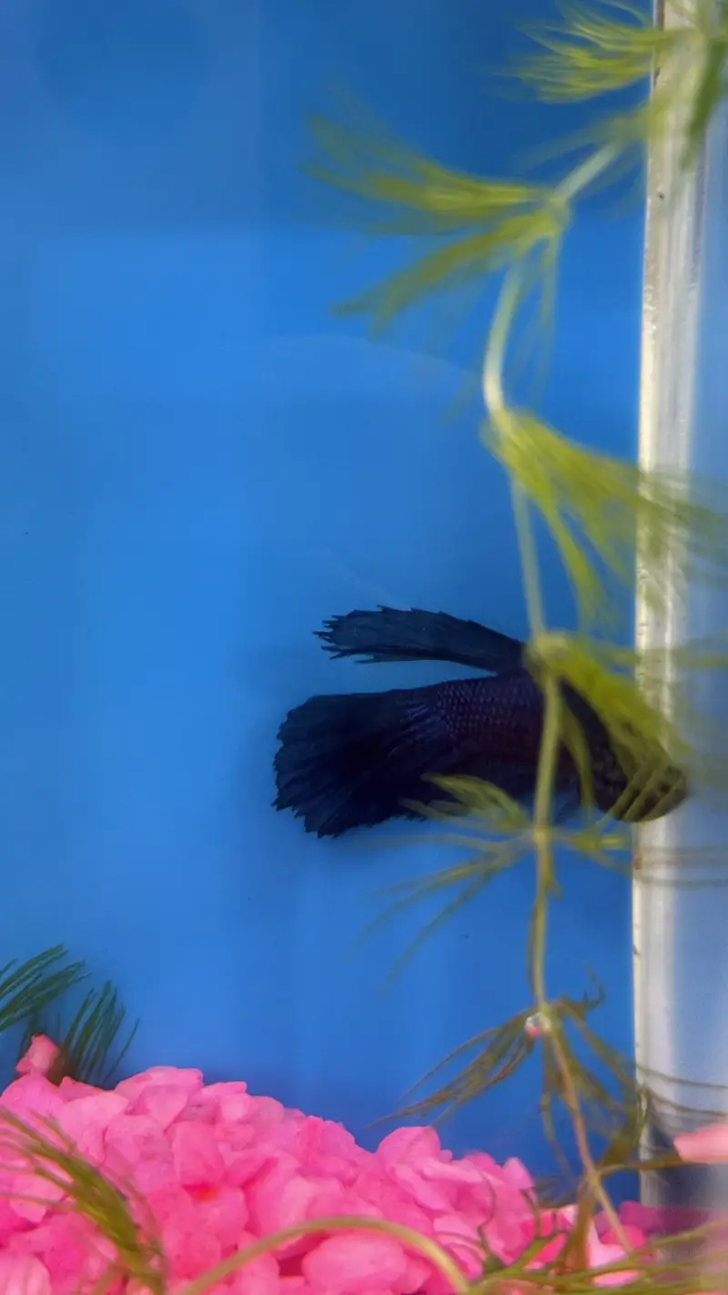 Betta Fish blue colour premium — photo 2