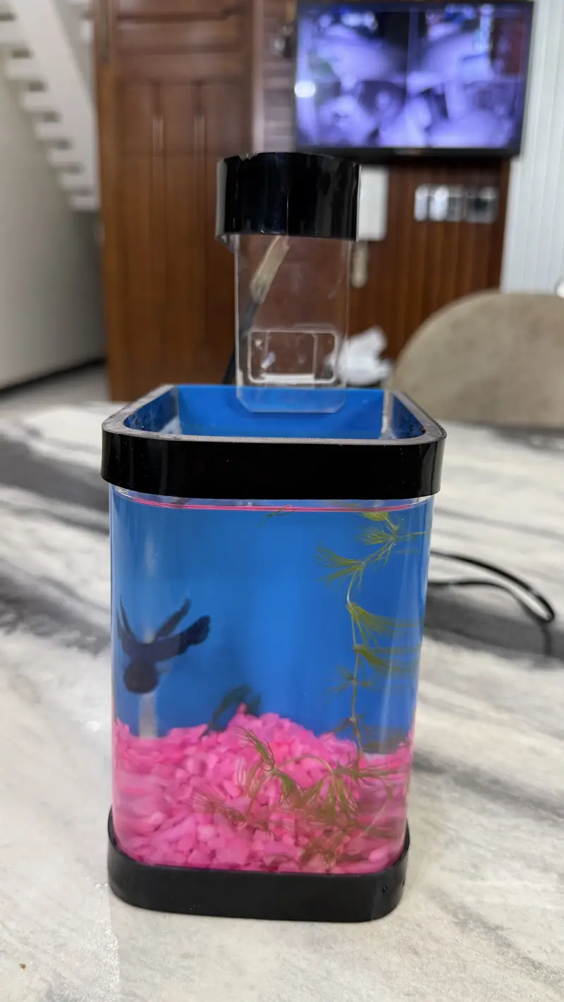 Betta Fish blue colour premium — photo 3