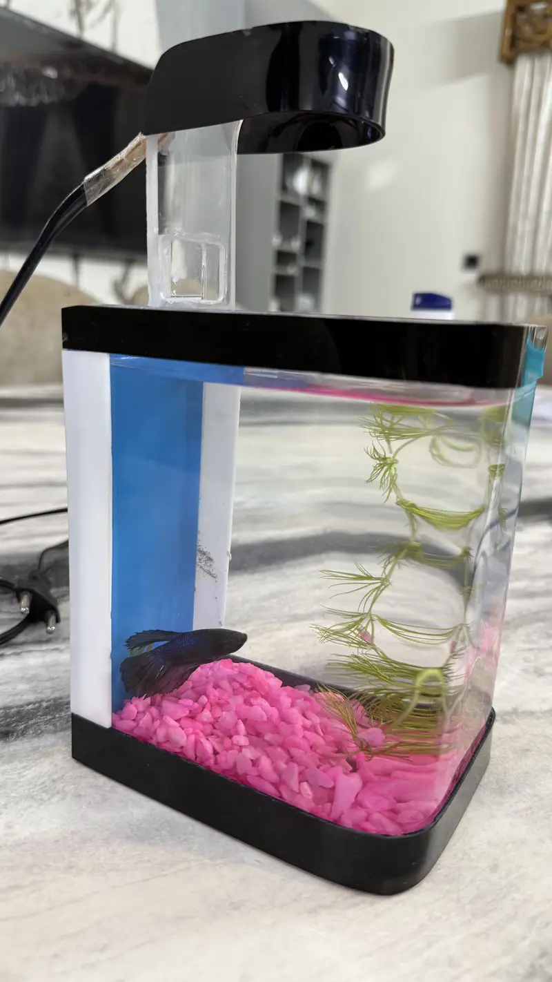 Betta Fish blue colour premium — photo 4
