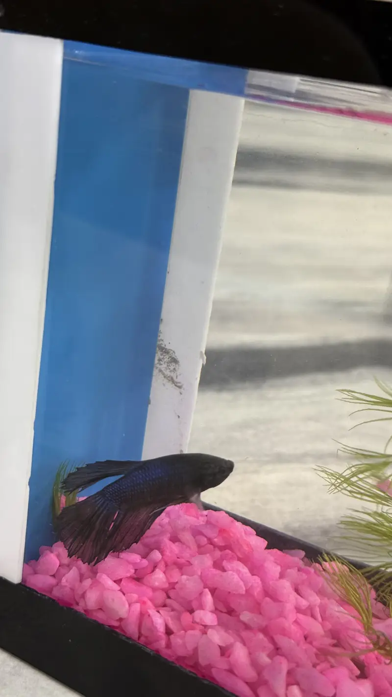 Betta Fish blue colour premium — photo 5