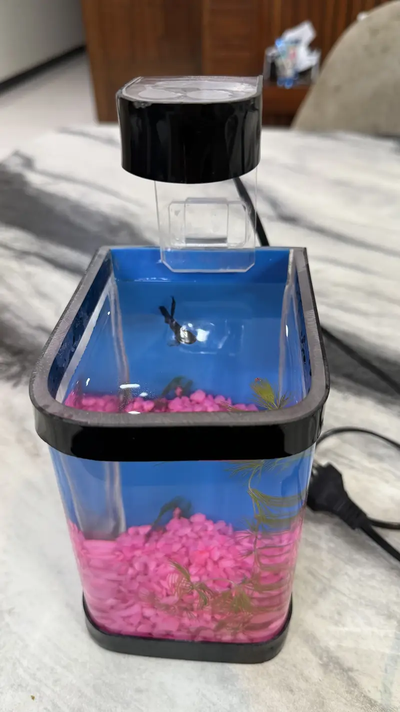 Betta Fish blue colour premium — photo 6