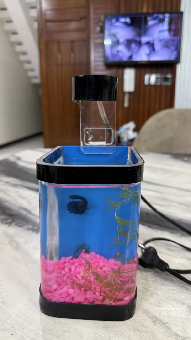Betta Fish blue colour premium — photo 7