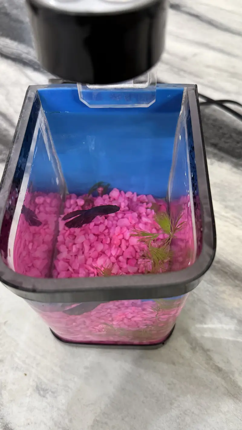 Betta Fish blue colour premium — photo 8