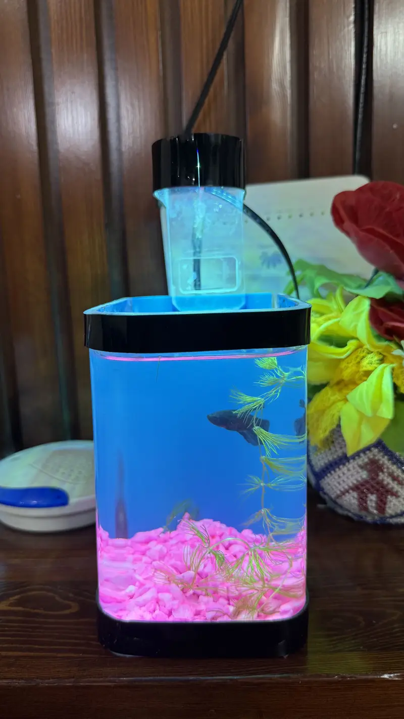 Betta Fish blue colour premium — photo 9