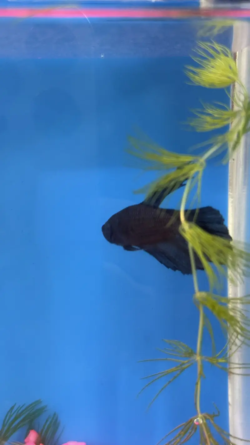 Betta Fish blue colour premium — photo 10