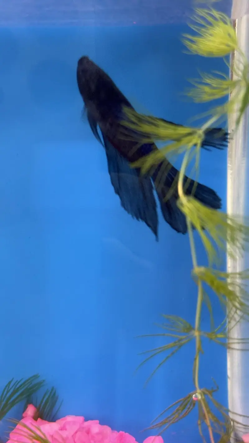 Betta Fish blue colour premium — photo 11