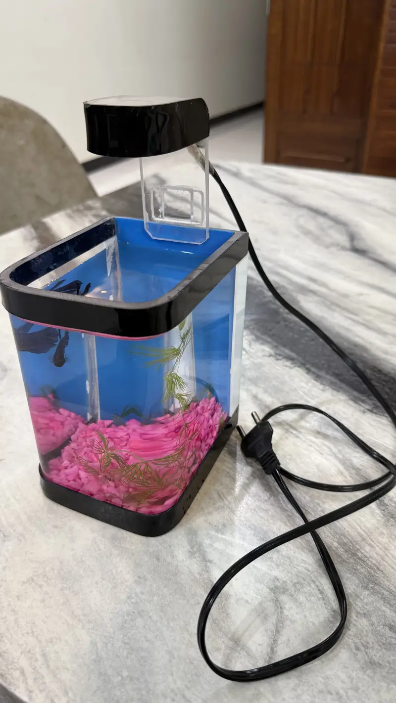 Betta Fish blue colour premium — photo 12