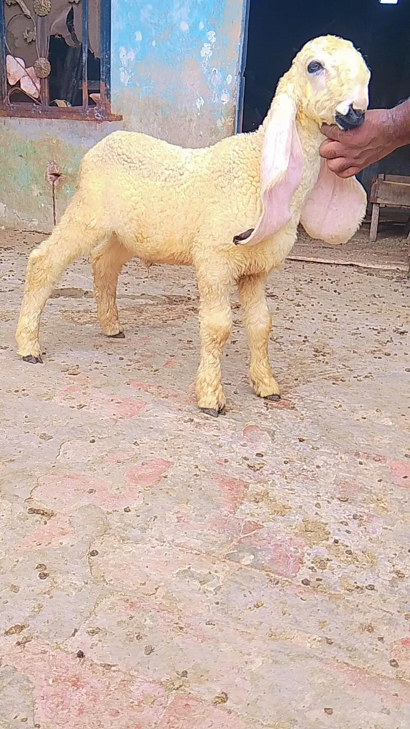 kajla chatra duma available cargo all over Pakistan — photo 2