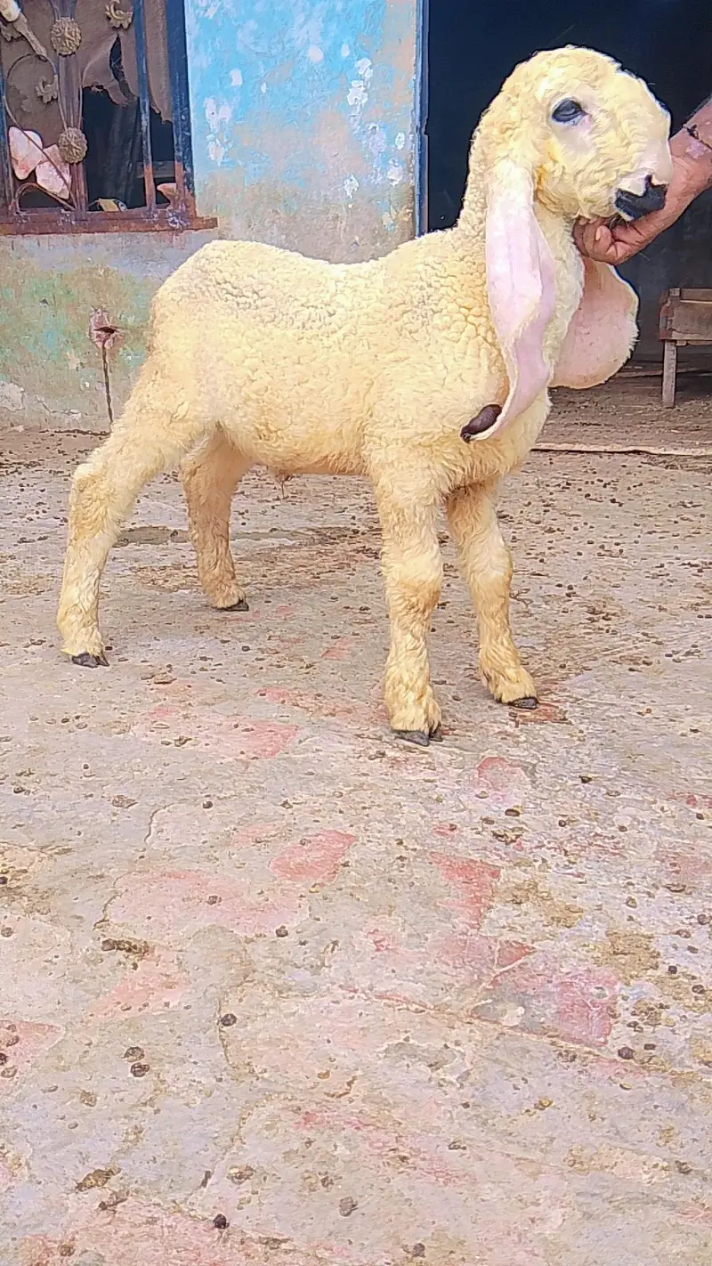 kajla chatra duma available cargo all over Pakistan — photo 3