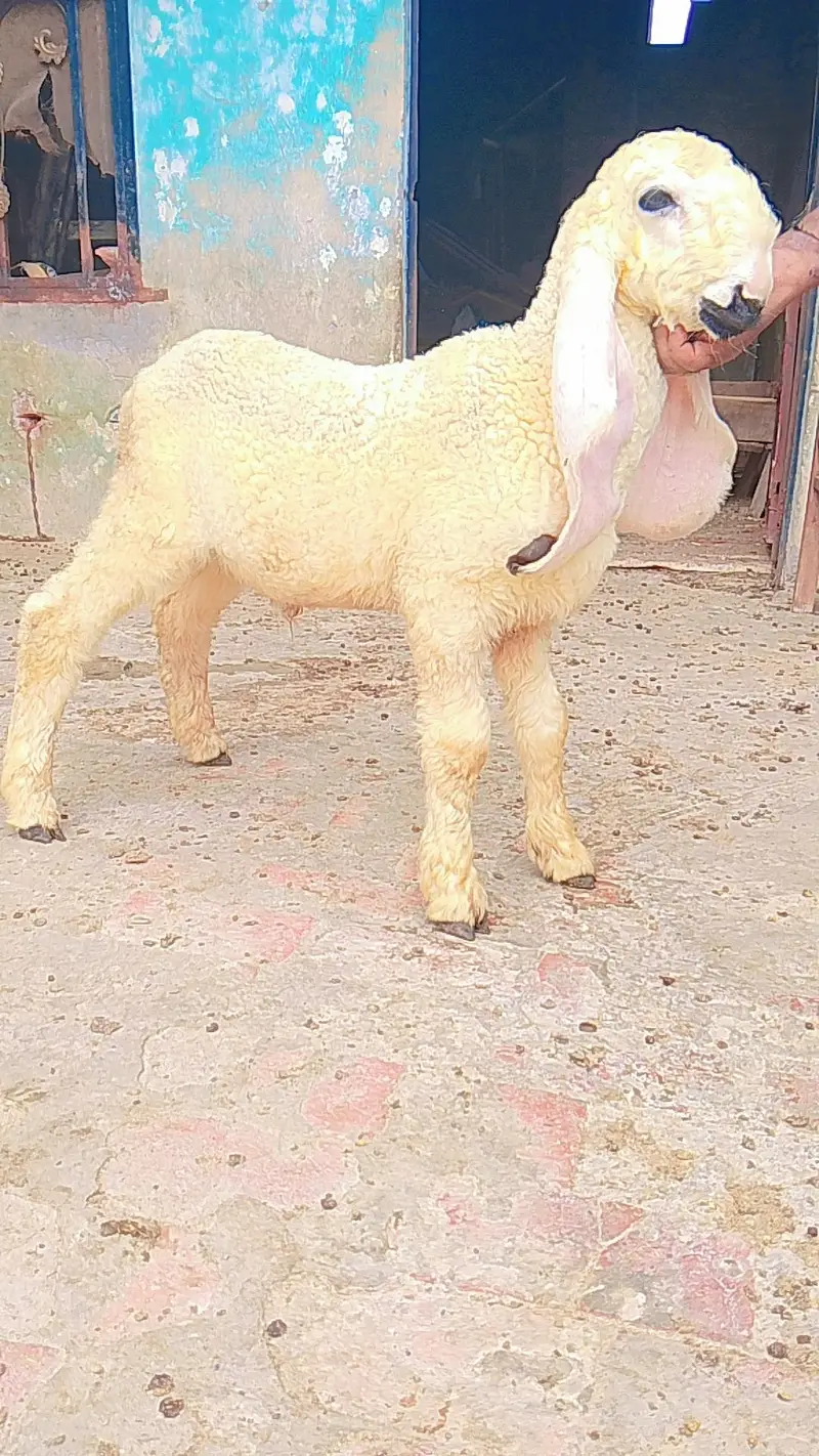 kajla chatra duma available cargo all over Pakistan — photo 4