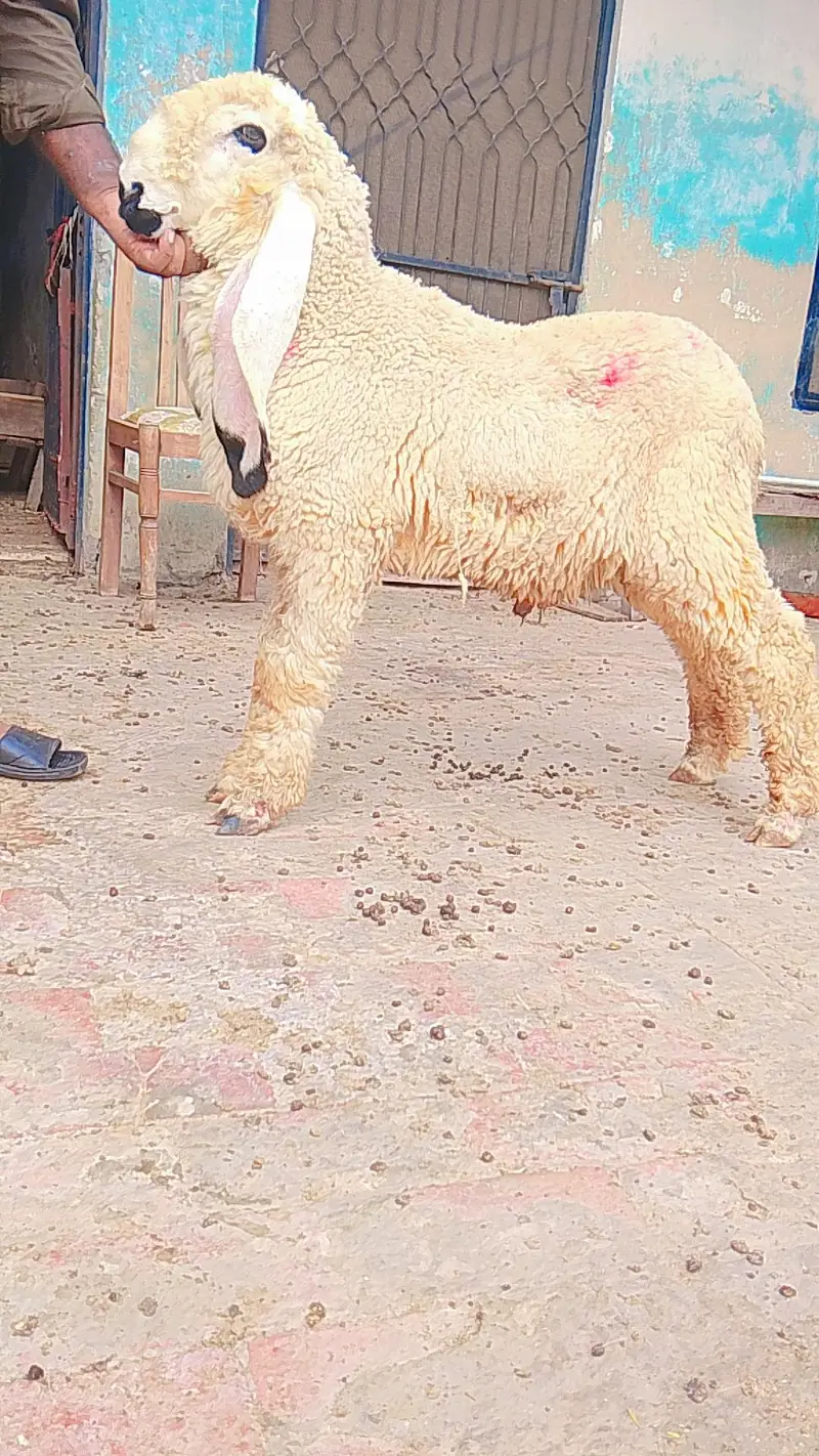 kajla chatra duma available cargo all over Pakistan — photo 7