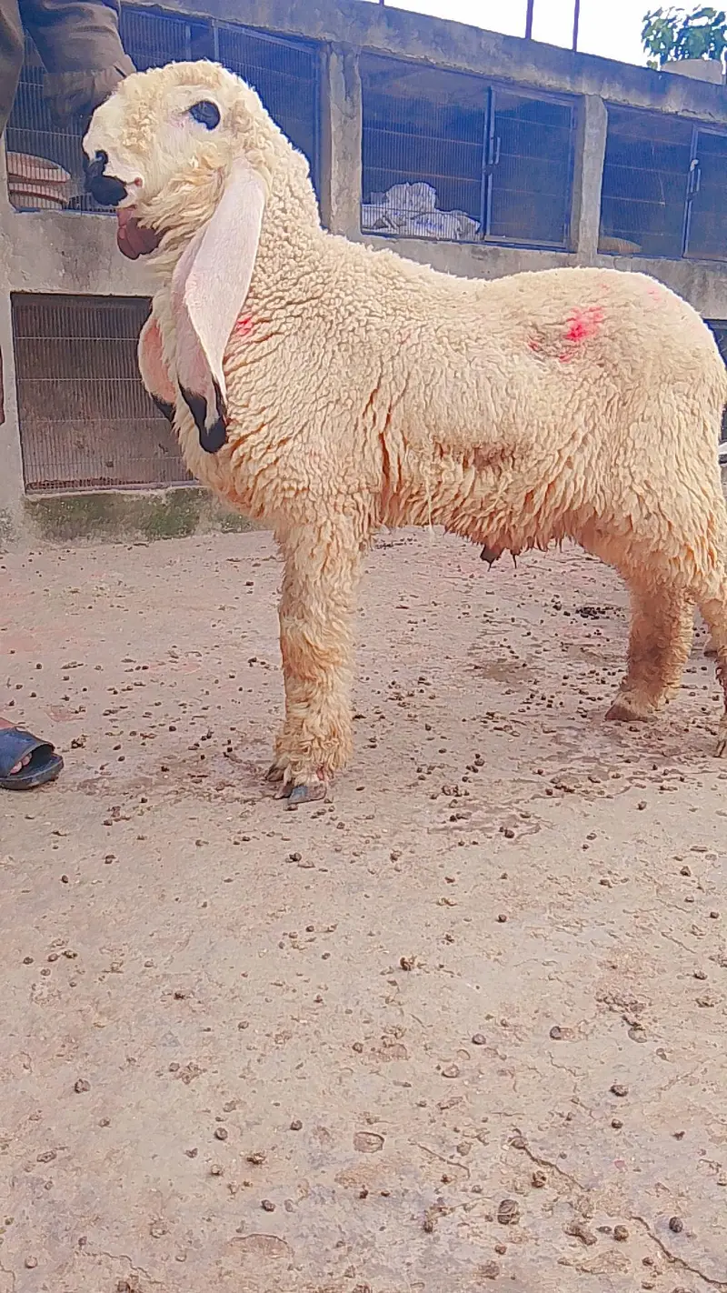 kajla chatra duma available cargo all over Pakistan — photo 8