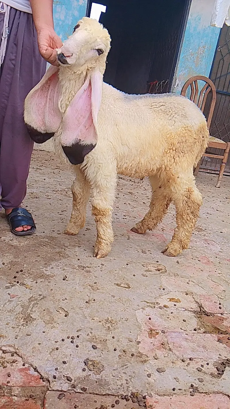 kajla chatra duma available cargo all over Pakistan — photo 9