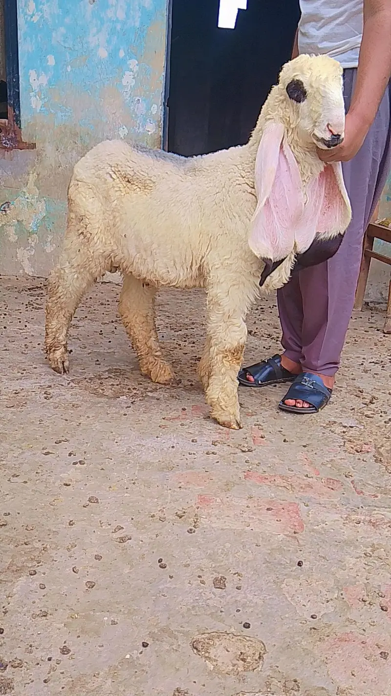 kajla chatra duma available cargo all over Pakistan — photo 10