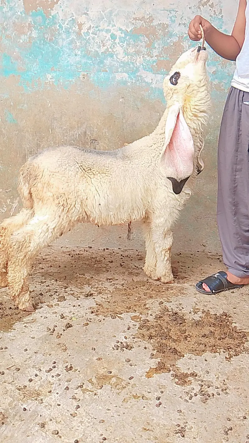 kajla chatra duma available cargo all over Pakistan — photo 11