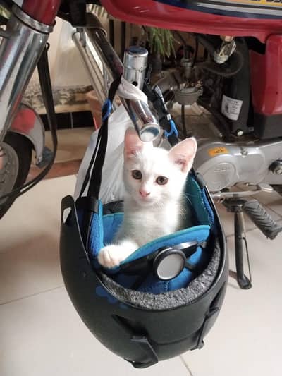 Beautiful Percian cat available at Talagang