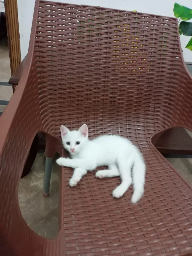 Beautiful Percian cat available at Talagang — photo 2