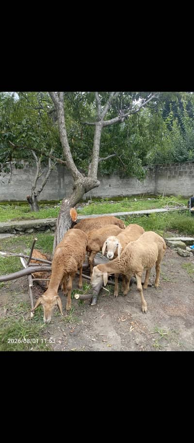 Turky Sheep K bachy