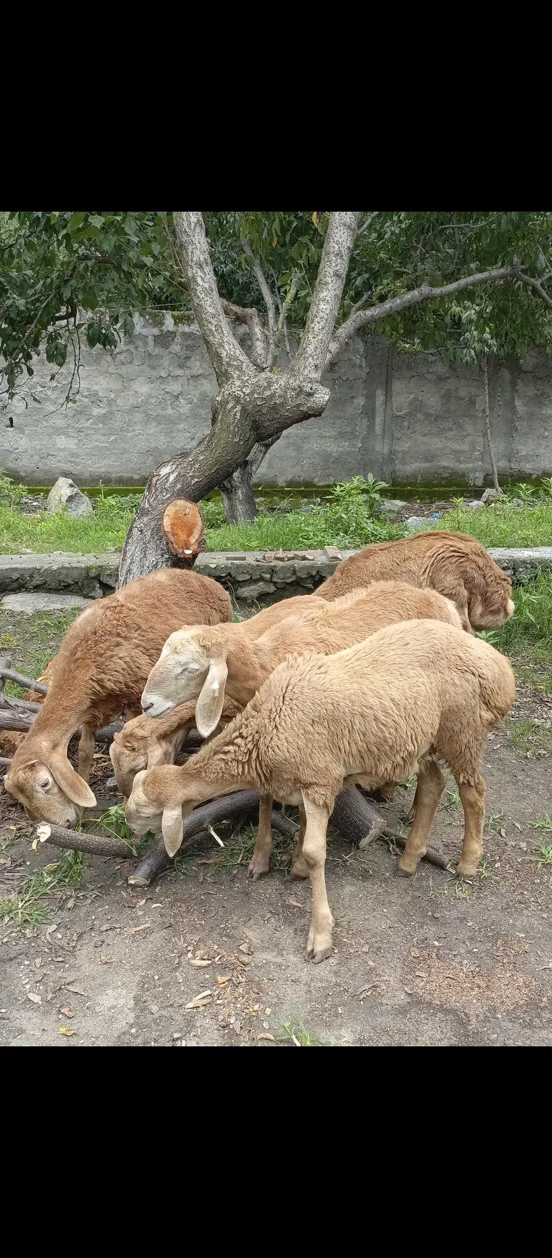 Turky Sheep K bachy — photo 2
