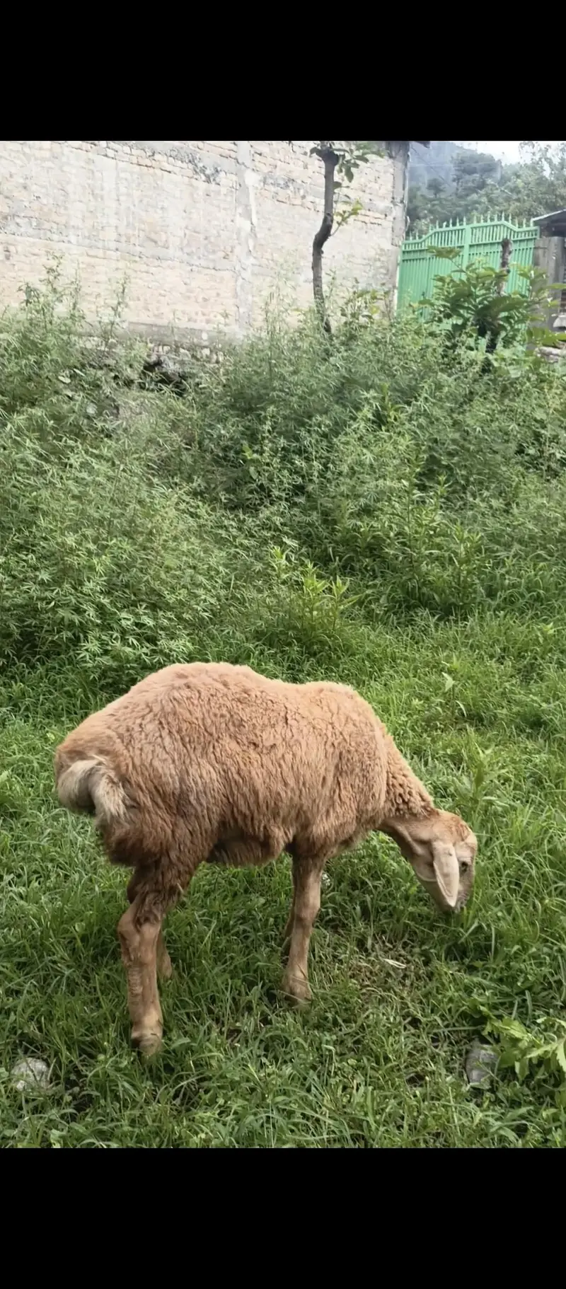 Turky Sheep K bachy — photo 3