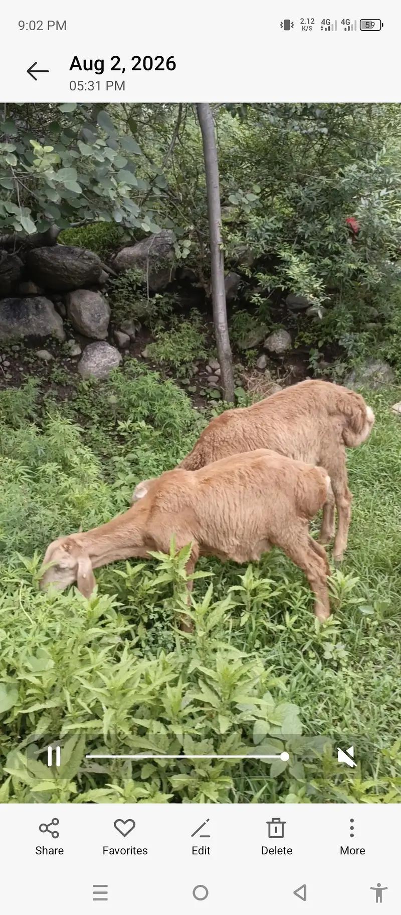 Turky Sheep K bachy — photo 4