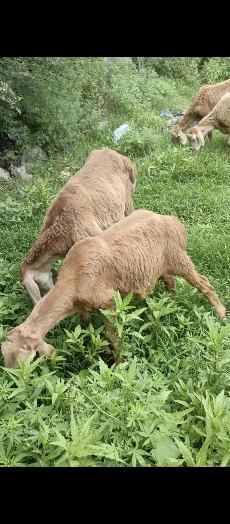 Turky Sheep K bachy — photo 5