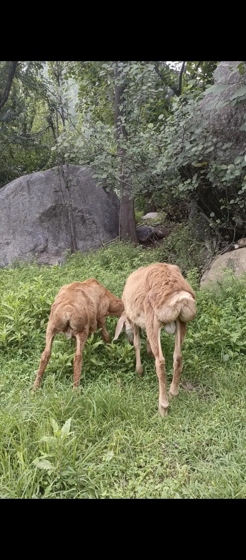 Turky Sheep K bachy — photo 6