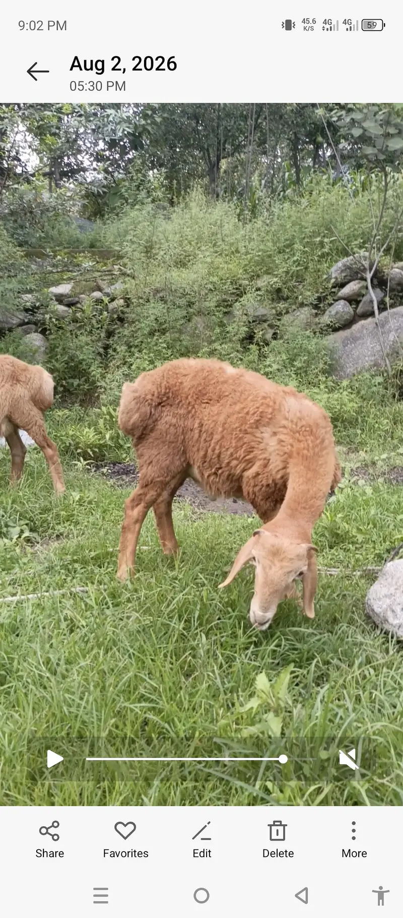 Turky Sheep K bachy — photo 7