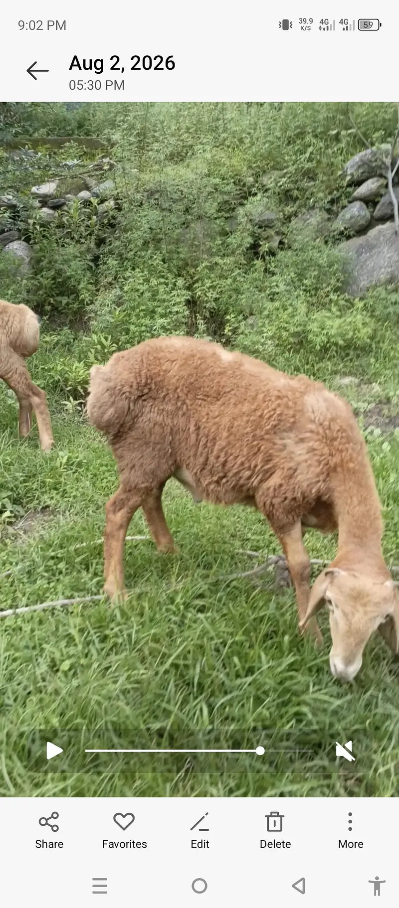 Turky Sheep K bachy — photo 8