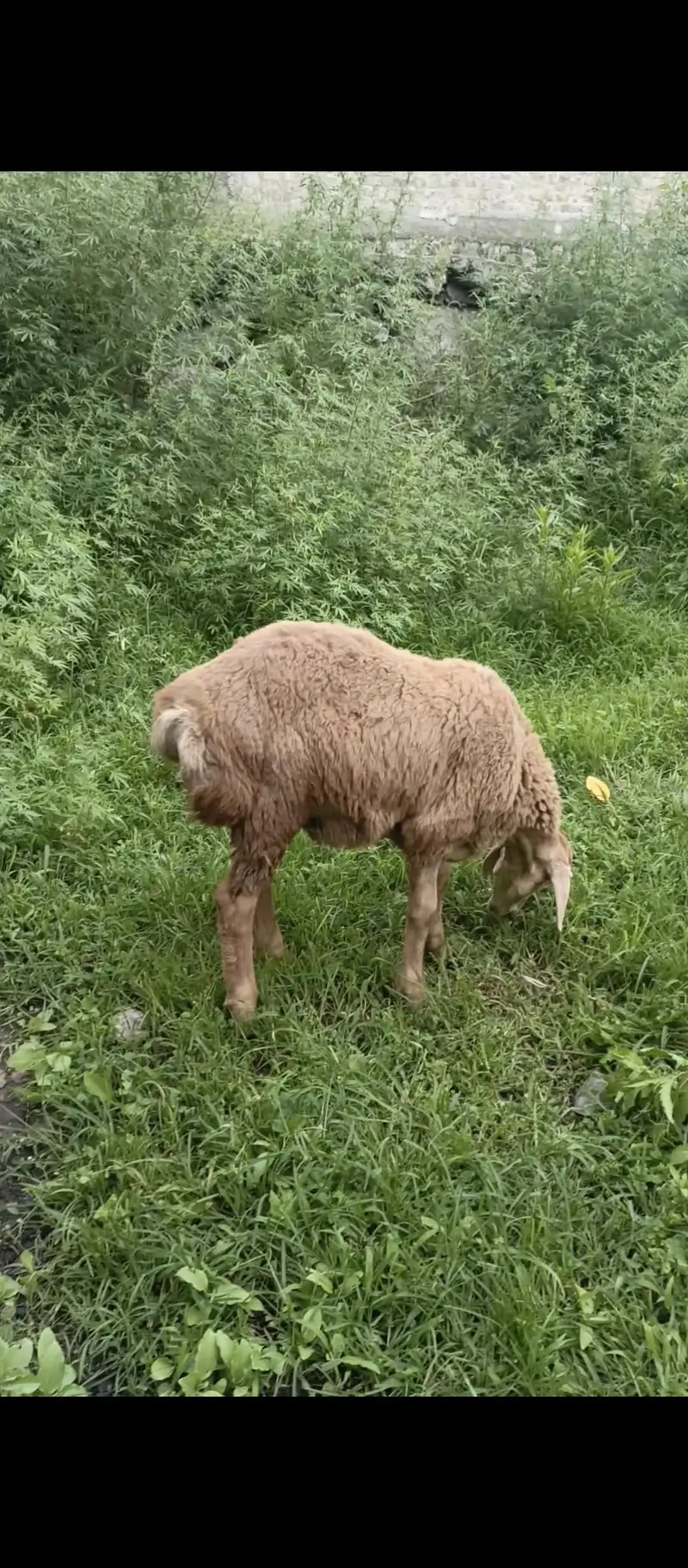 Turky Sheep K bachy — photo 9