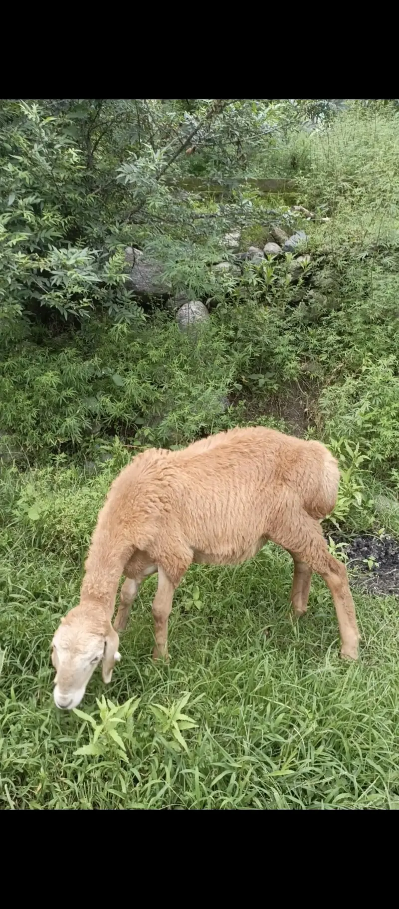 Turky Sheep K bachy — photo 10